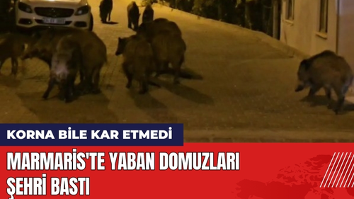 Marmaris'te Yaban Domuzları Şehri Bastı