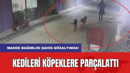 Kedileri Köpeklere Parçalattı! Madde Bağımlısı Şahıs Gözaltında!