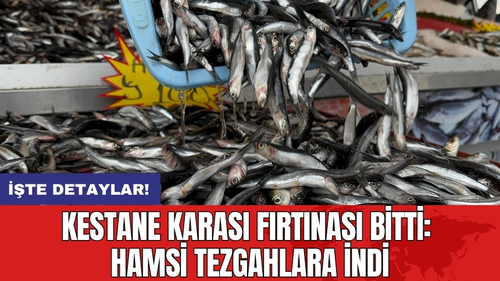 Kestane Karası Fırtınası Bitti: Hamsi Tezgahlara İndi