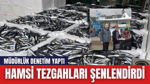 Kastamonu'da hamsi bereketi