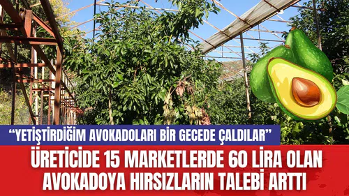 Üreticide 15 Marketlerde 60 Lira Olan Avokadoya Hırsızların Talebi Arttı