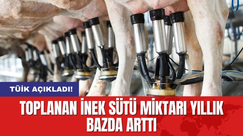 Toplanan inek sütü miktarı yıllık bazda arttı