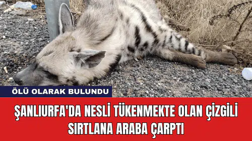 Şanlıurfa'da Nesli Tükenmekte Olan Çizgili Sırtlana Araba Çarptı