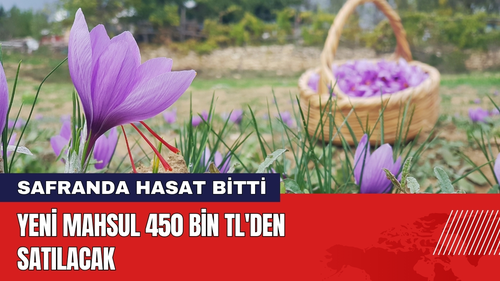 Safranda Hasat Bitti! Yeni Mahsul 450 Bin TL'den Satılacak