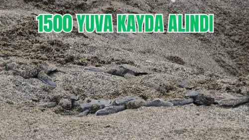 Hatay’da Binlerce Kaplumbağa Yavrusu Akdeniz’e Akın Etti