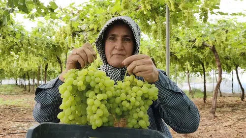 Altın Değerinde Hasat! Mersin'de Sezonun İlk Üzümü Çıktı