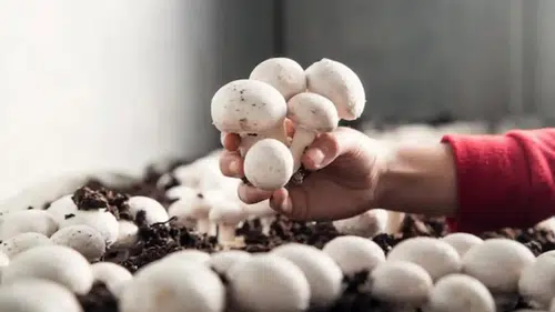 Korkuteli’nde  Sertifikasını Alan Kendisi Üretebilecek