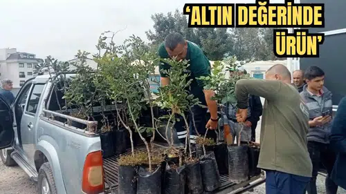 Alanya'da Üreticiye Destek! 5 Bin Keçiboynuzu Fidanı Dağıtıldı