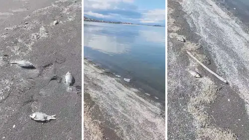 Eğirdir Gölü'nde Çevre Felaketi: Ölü Balıklar Karaya Vurdu