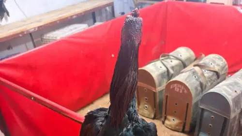 Alanya'da Horoz Dövüştürüp Kumar Oynayanlara Suçüstü!