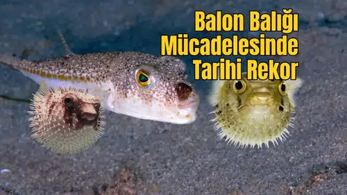 Akdeniz ve Ege'de Büyük Temizlik, 5 Yılda 665 Bin İstilacı Avlandı