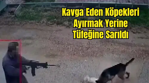 Kepez Duacı'da Sokak Köpeğini Pompalı Tüfekle Öldürdü