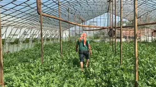 Serik'te Çiftçi Karpuz Hasat Ederken Ölümle Burun Buruna Geldi