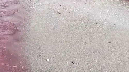 Alanya'da Korkutan Görüntü: Dere Kıpkırmızı Akmaya Başladı!