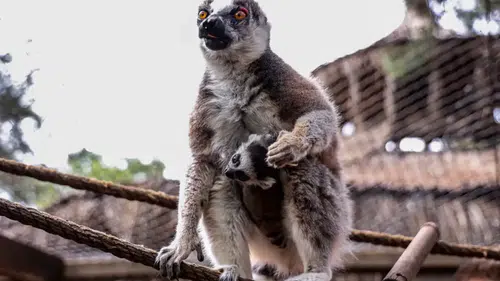 Antalya Doğal Yaşam Parkı’na Lemur ‘Zabu Mafu’ Geldi