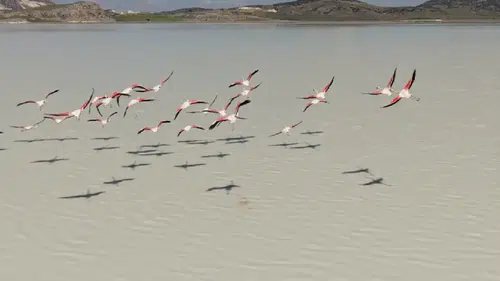 Burdur’un Kuruyan Yarışlı Gölü Canlandı: Flamingolar Geri Döndü