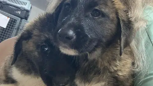 Alanya'da Sağanakta Mahsur Kalan Yavru Köpekler Kurtarıldı
