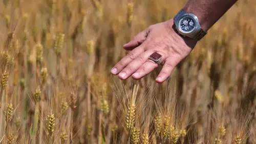 Hububat Üretiminde Tarihi Rekor Kapıda:23 Milyon Ton Buğday Bekleniyor