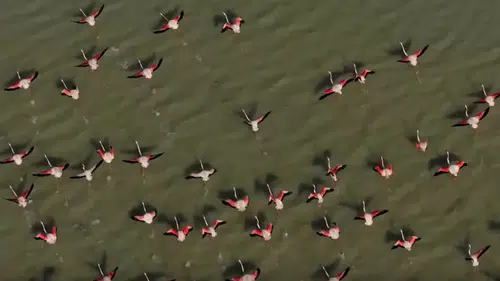 Burdur Yarışlı Gölü'nde Flamingo Şöleni