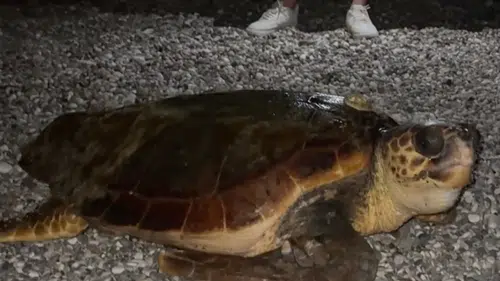 Konyaaltı’nda Gece Sürprizi: Dev Caretta Caretta Tatilcileri Şaşırttı