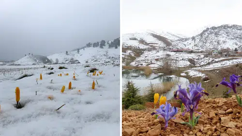 Eğrigöl Yaylası'nda Karlar Eridi, Bahar Çiçekleri Açtı!