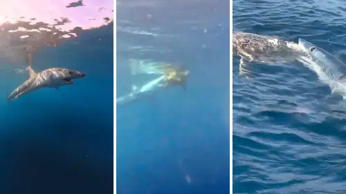 Köpekbalığı Büyükçaltıcak'ta Caretta Carettaya Saldırdı