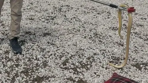Burdur'da Korkutan Misafir: Eve Giren Hazer Yılanı Doğaya Salındı