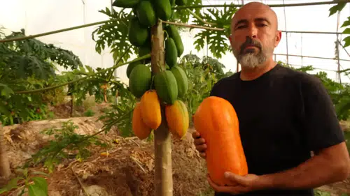 Alanya’nın ‘Altın Elma'sında Hasat Başladı: Kilosu 90 TL’den Başlıyor
