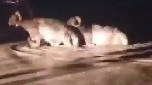 Hatay’da Sağanak Kurban Pazarını Vurdu, Hayvanlar Son Anda Kurtarıldı