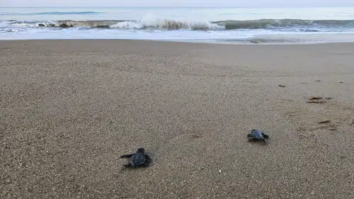 Serik’te 32 Yıldır Devam Eden Proje, Turistlerin de İlgisini Çekiyor