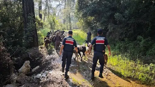 41 Kere Maşallah! Kumluca'da Kaybolan Keçileri Jandarma Buldu