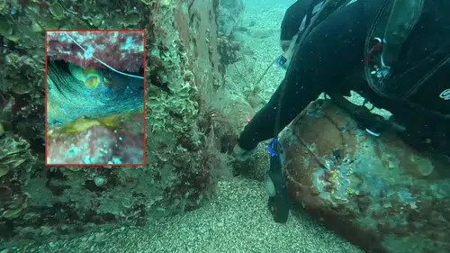 Antalya'da Anne Ahtapotun Fedakarlığı Görüntülendi