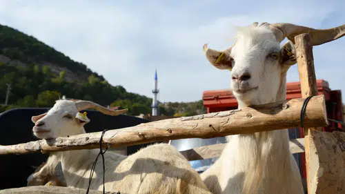 Antalya'da Kurban Fiyatları Belli Oldu: Sakın Bu Oyuna Gelmeyin!