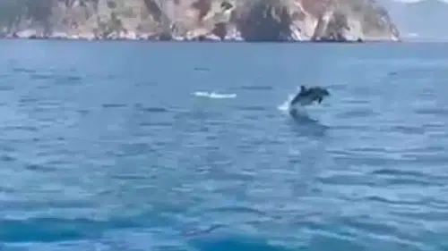 Alanya Kalesi Açıklarında Denizden Gelen Sürpriz