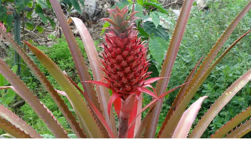 Ananas Alanya'yı Sevdi! Seralardan Yükselen Yeni Kazanç Kapısı
