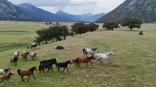 Yılkı Atları Antalya'nın Gizli Cennetinde Özgürce Koşuyor