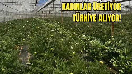Antalya'da Kilosu Değil Tanesi 150 TL'den Satılıyor