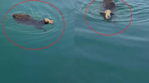 İskenderun'da Gemiden Kaçan Angus Denizde Yüzdü! O Anlar Kamerada