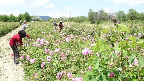 Isparta’da Üretiliyor, Kilogramı 12 Bin Euro’dan Satılıyor