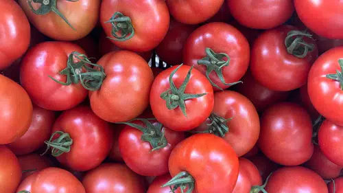 Kumluca'da Yazlık Domates Hasadı Başladı! Tarlada 20, Markette 150 Lira