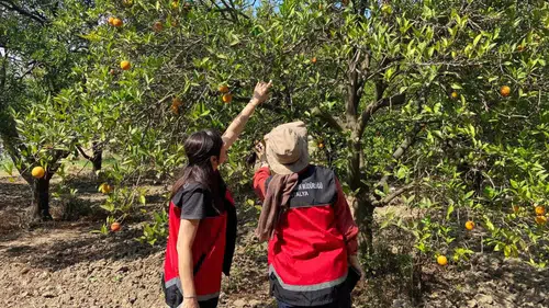 Manavgat'ta Üreticinin Gözü Bahçelerde: Ebegümeci Unlu Biti Mücadelesi Başladı