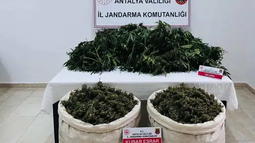 Serik'te Uyuşturucu Bahçesi Bulundu: 11 Kilo Esrar, 200 Kök Kenevir İmha Edilecek