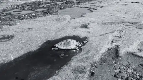 Alanya Sahillerinde Üzücü Manzara! 2 Caretta Caretta Ölü Bulundu
