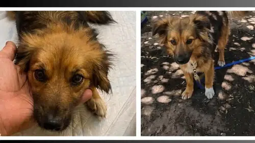 Olympos’taki Pansiyondan Kaybolan Köpekleri Bulana 30 Bin TL!