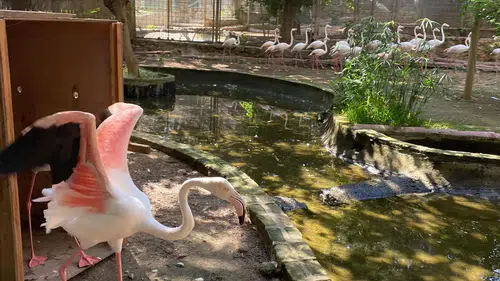 Antalya'da Flamingo Operasyonu: DKMP Ekipleri 4 Flamingoyu Kurtardı!