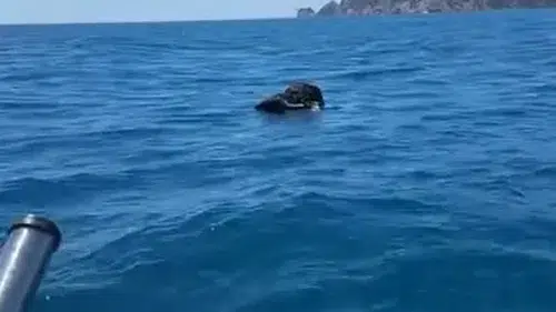 Alanya Kalesi Açıklarında Şaşırtan Manzara: Denizde Ölü Keçi Bulundu