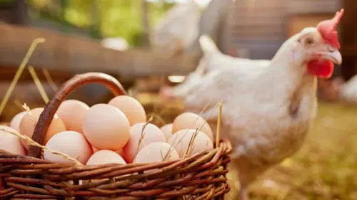 TÜİK Açıkladı! Yumurta Üretimi Yükseldi, Tavuk Eti Geriledi!