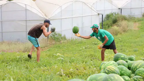 Manavgat'ta Karpuz Hasadı Başladı: Şenlik İçin Geri Sayım