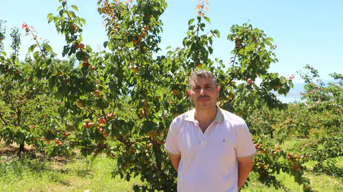 Isparta'da Kayısı Hasadı Başladı: Üreticinin Yüzü Gülüyor