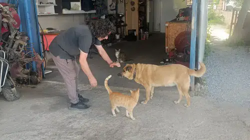 "Uyutalım" Dediler Reddetti: Kör Köpeği ve Tek Gözlü Kedisi Can Dostu